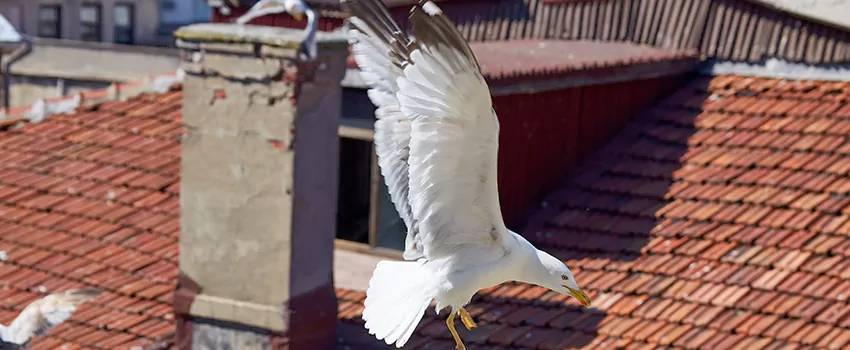 Residential Chimney Animal Removal Solution in Granger, IN