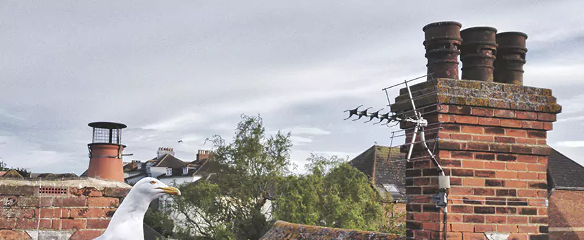 Chimney Cleaning And Restoration in Granger, Indiana